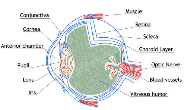 Anatomy of the Human Eye