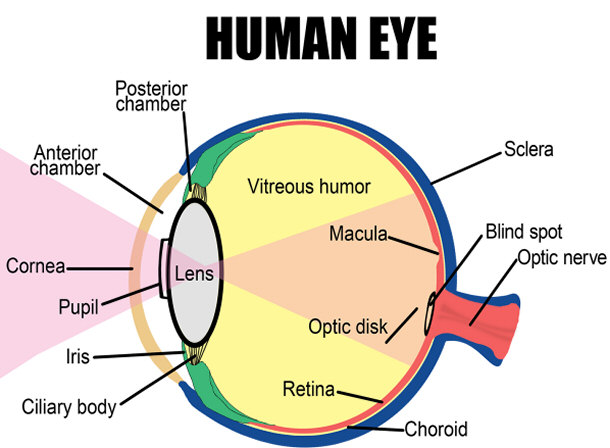 The human eye