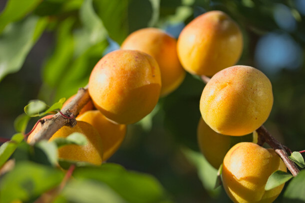 apricots on a the tree