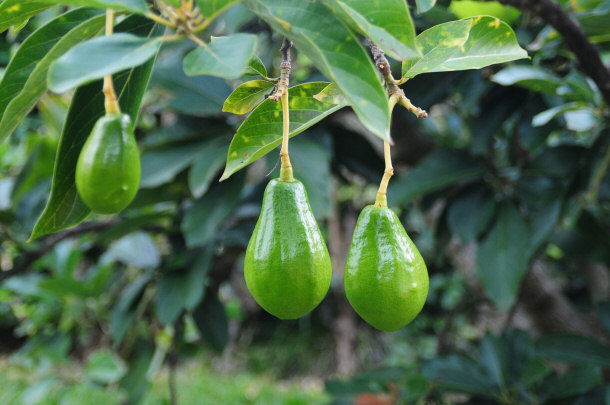 Avocado Tree