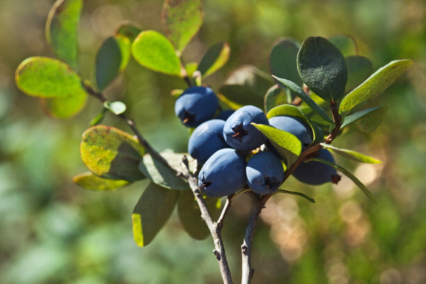 Bog Northern Bilberry