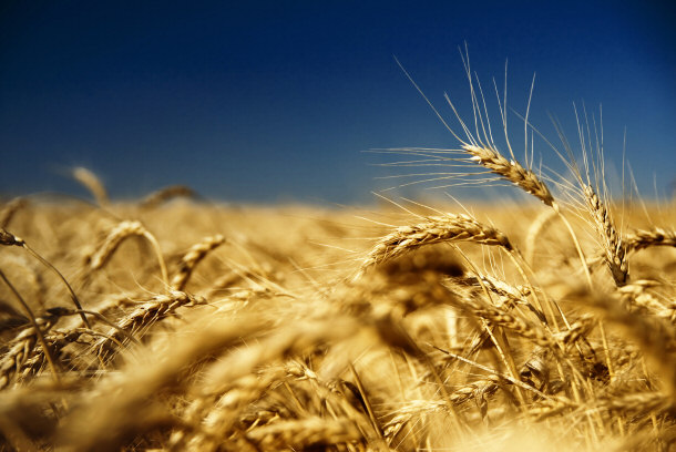 wheat field, whole grains