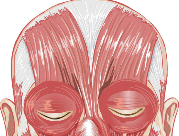 facial and eye muscles