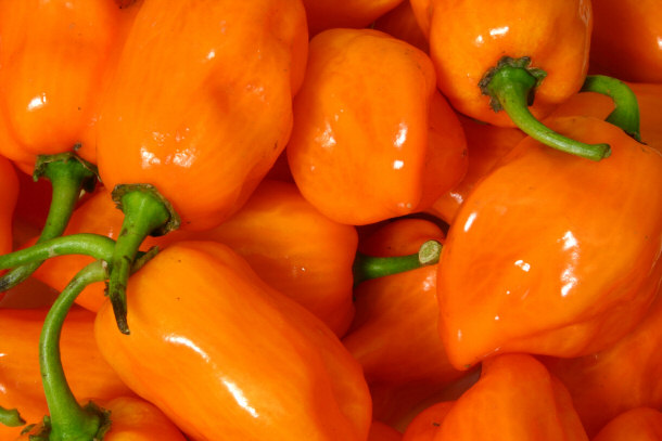 habenero pepper