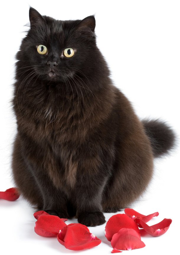 Black cats are considered unlucky in America on Halloween. 