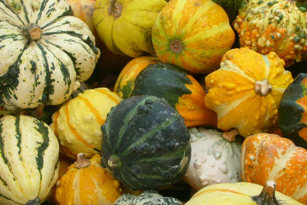 Orange is traditional for this autumn squash but in actuality, pumpkins come in a variety of colors.