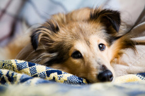 Puppy laying on couch