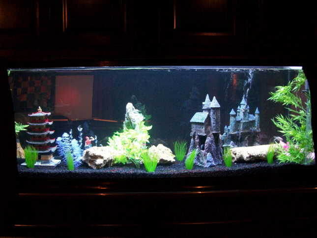 180 Gallon aquarium side view, held up with granite counter top