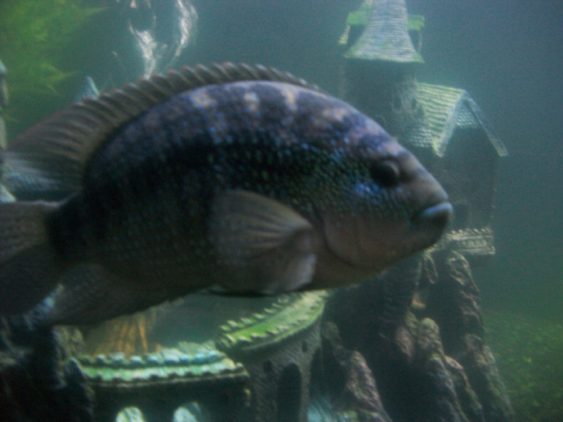 Jack Dempsey fish in my aquarium with castle