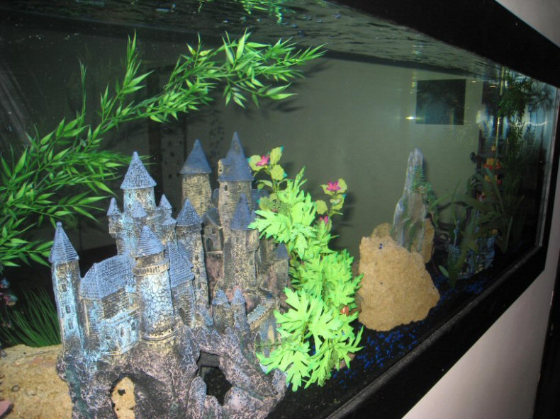 Starphire Glass Aquarium