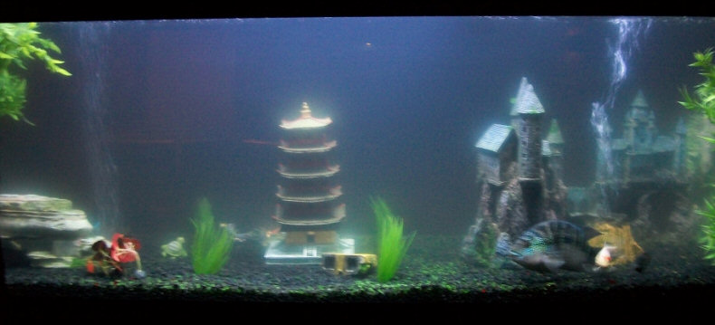 Cloudy Fresh Water Aquarium