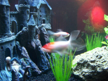 Fish Tank Aquarium In Movie Theater Bedroom