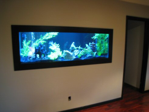 Amazing In-Wall Fish Tank