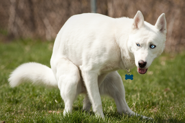 Husky pooping in yard