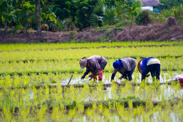 Farm labor