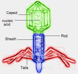 diagram of a virus