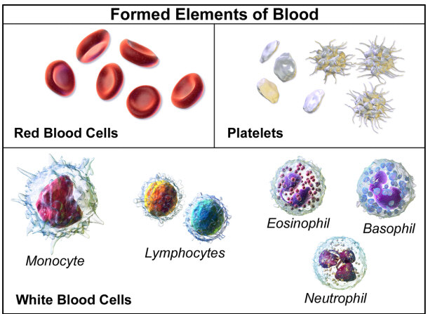 formed elements of blood