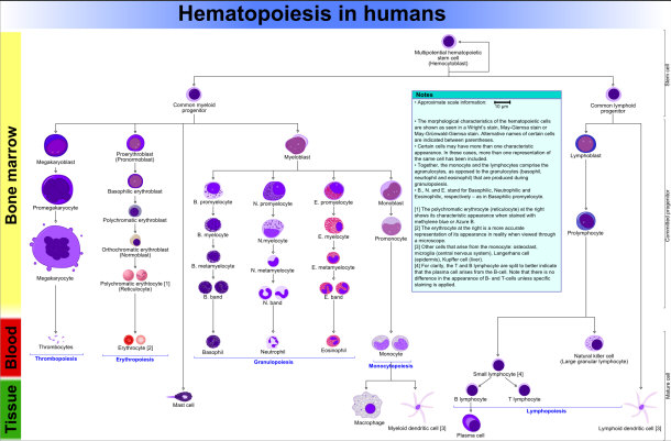 Haematopoiesis in Humans