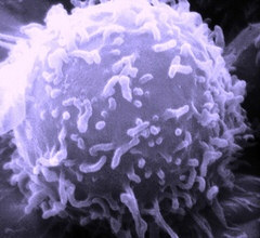 Lymphocytes - White blood cell Single Human Lymphocyte