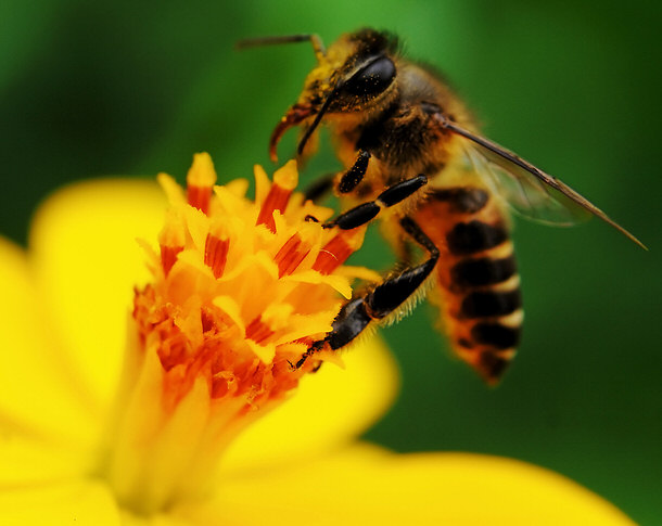 Bee on a yellow flower