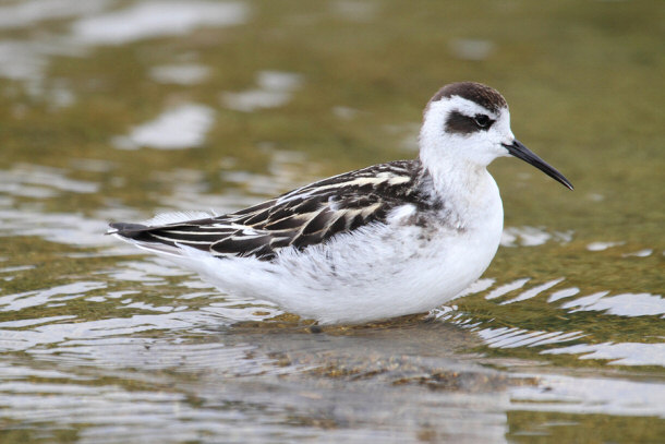 Red-necked Phalarope (phalaropus Lobatus)