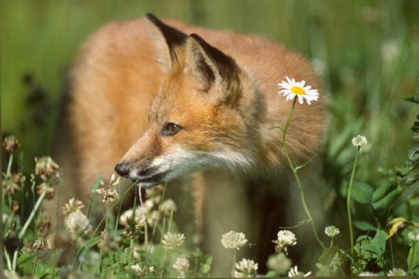 Red Fox Walking through grass