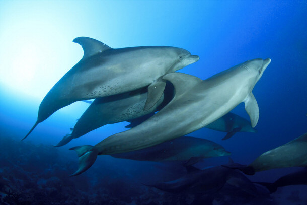 Dolphins Swimming