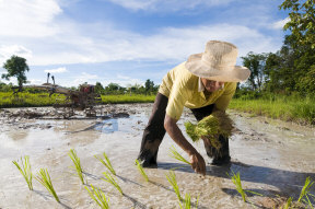 Decreased employment opportunities in agricultural