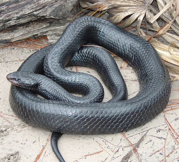 Eastern Indigo Snake