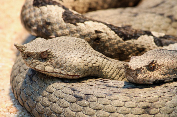 Horned Viper Cerastes cerastes