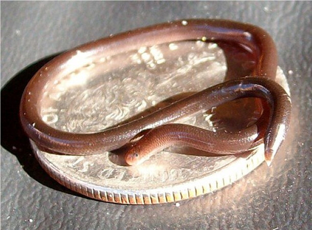 Threadsnake Coiled on a Quarter