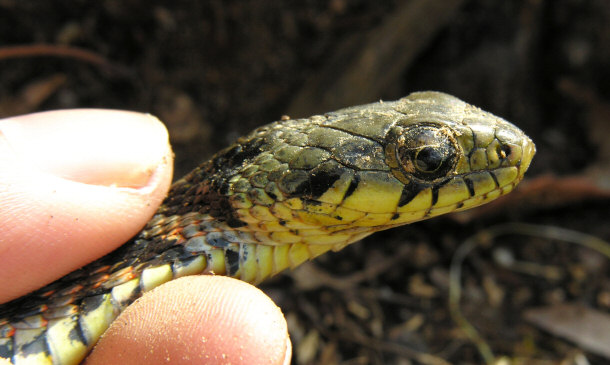 Tiger Keelback