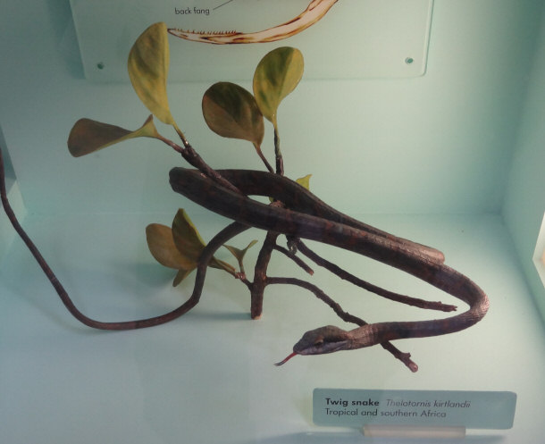 Twig Snake