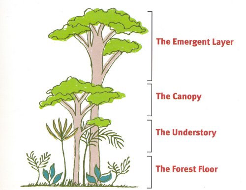 Emergent Layer