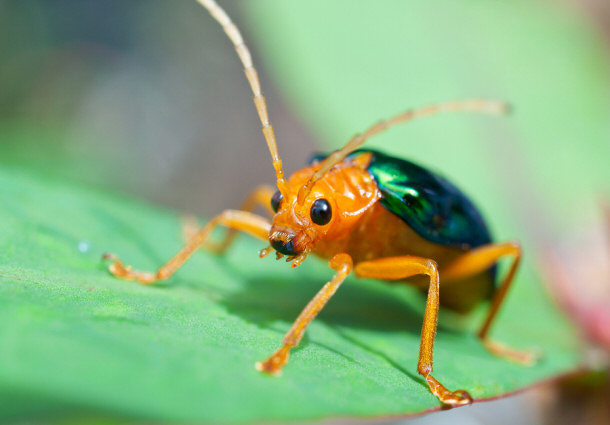 bombardier beetle