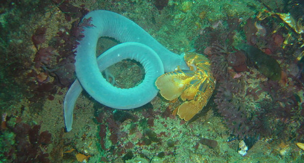 Hagfish