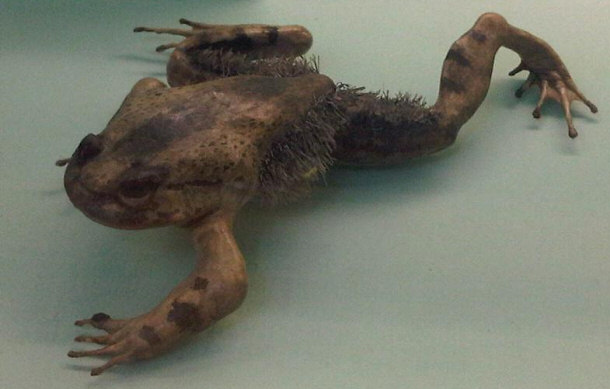 Hairy Frog