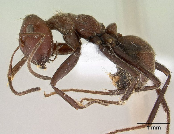 Malaysian Exploding Ant