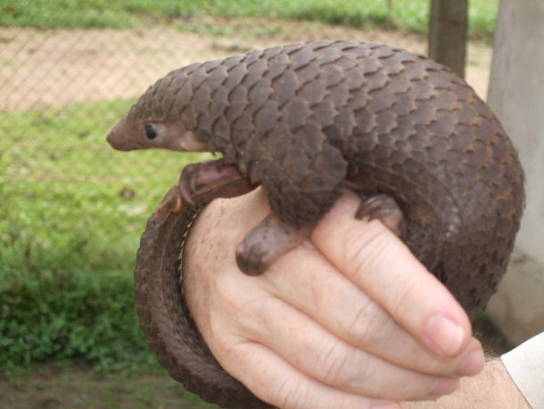 Holding a Pangolin