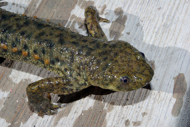 Spanish Ribbed Newt Iberian Ribbed Newt