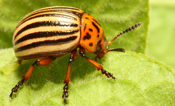 Colorado Potato Beetle