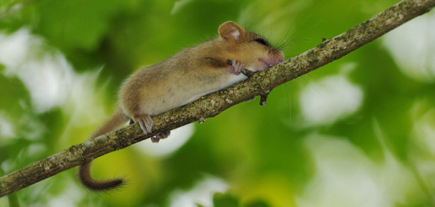 Dormouse