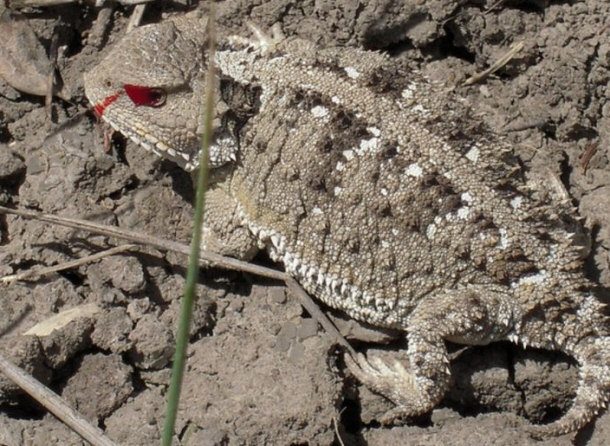 horned lizard blood eyes defense mechanism