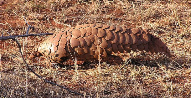 pangolin