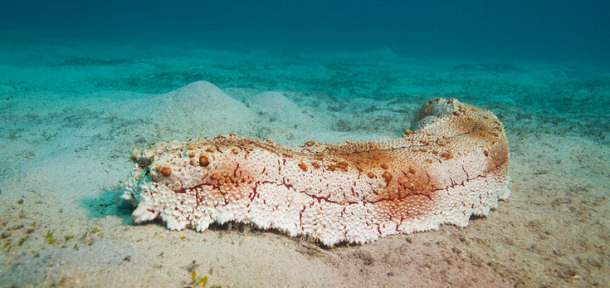 Sea Cucumber on the bottom of the sea