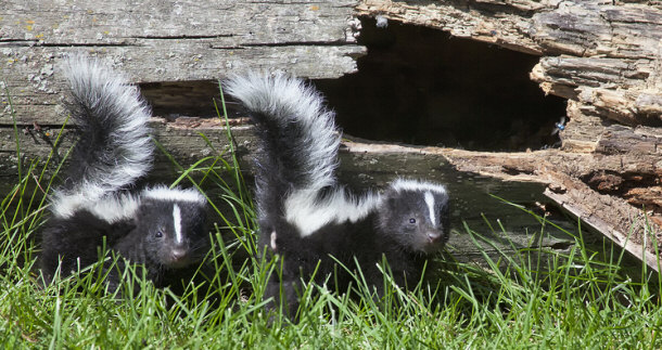 young pair of skunks