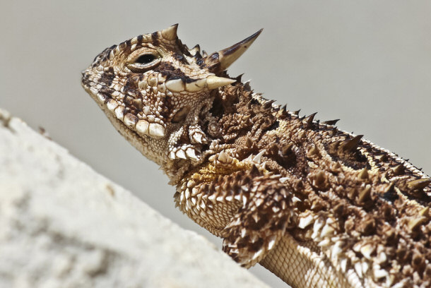 Texas horned lizard