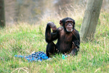 chimpanzee posing