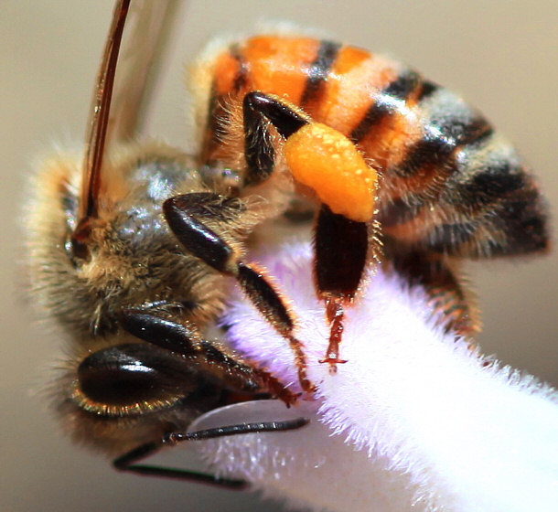 Africanized Honey Bee