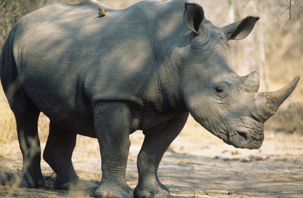 Black Rhinoceros